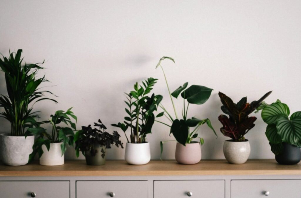 Plants in a room